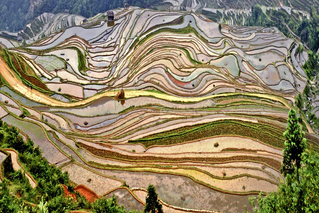 Congjiang Jiabang Terraced Fields